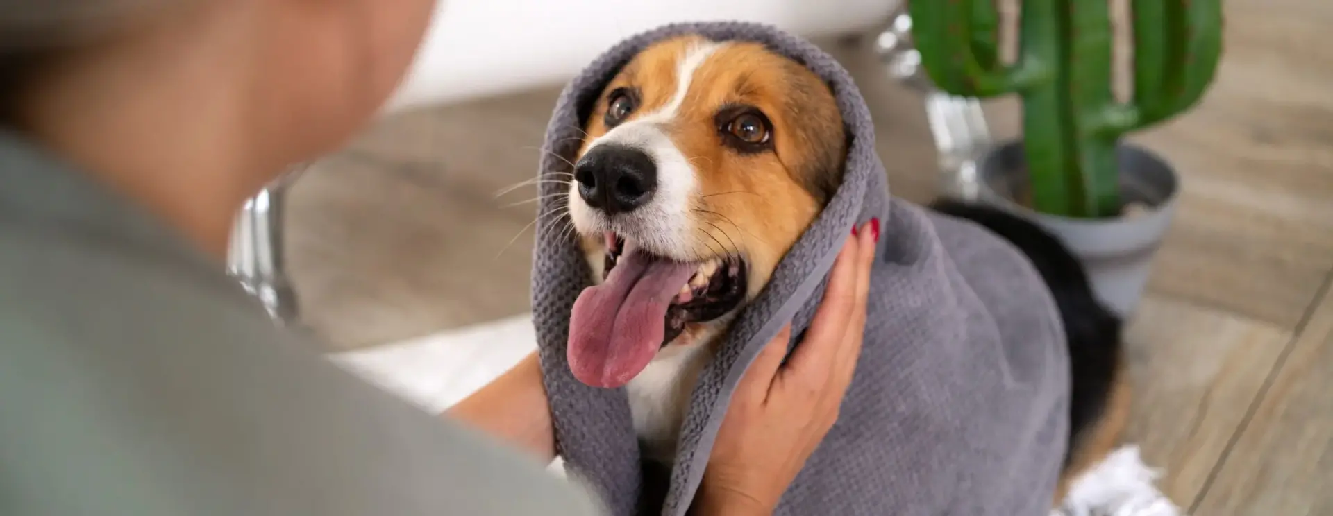 La cura del pelo lucido cane e gatto