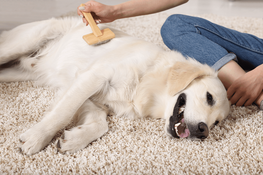 Comprendiamo i periodi della muta del cane o del gatto